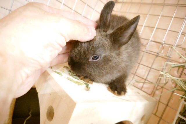 ネザーランドドワーフ