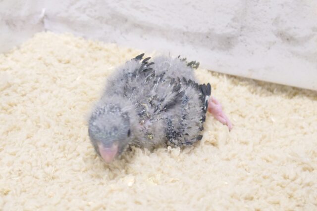 サザナミインコ