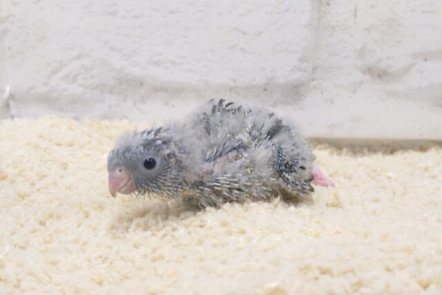 サザナミインコ