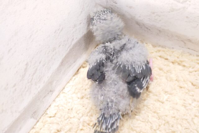 サザナミインコ