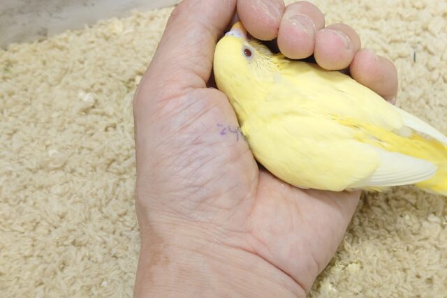 セキセイインコ