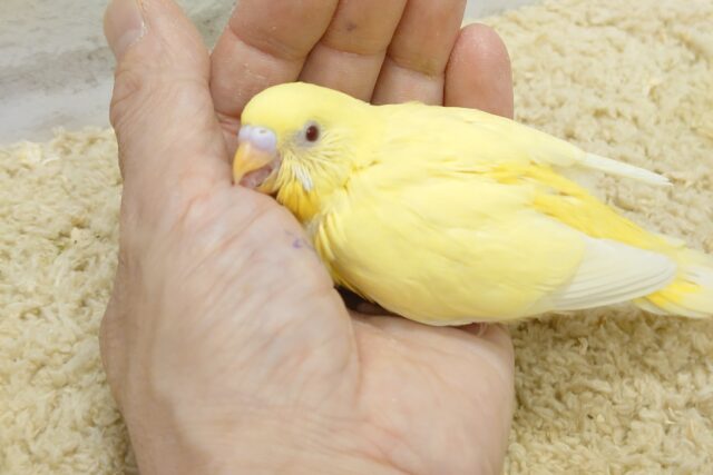 セキセイインコ