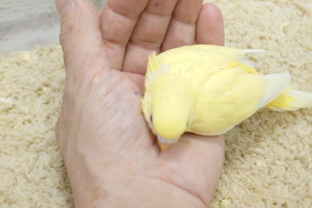 セキセイインコ