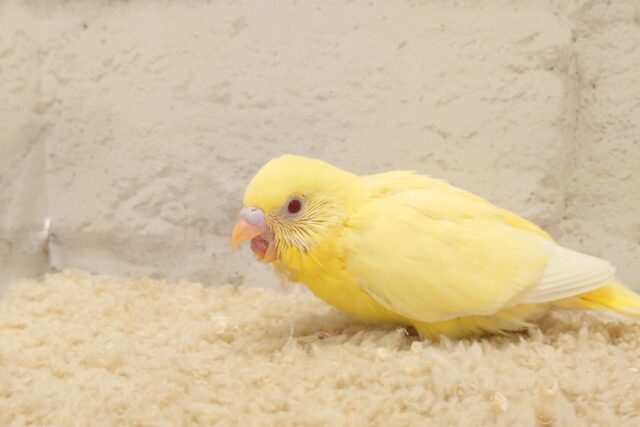 セキセイインコ