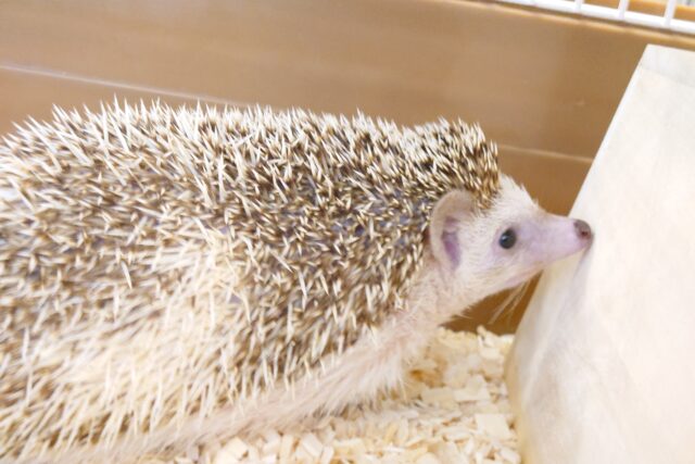 ハリネズミ（ヨツユビハリネズミ）