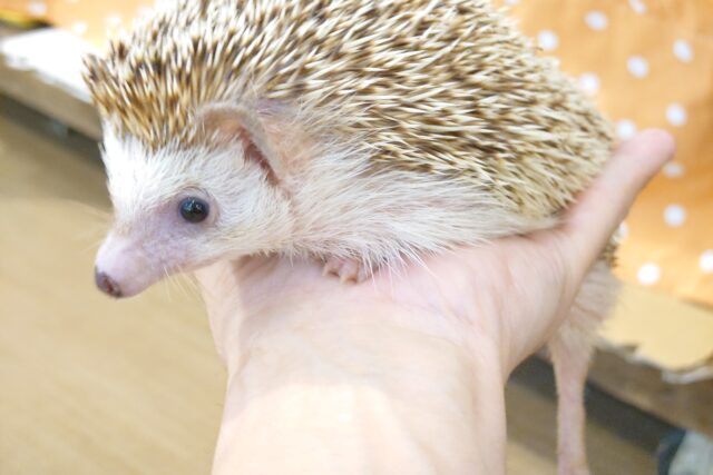 ハリネズミ（ヨツユビハリネズミ）