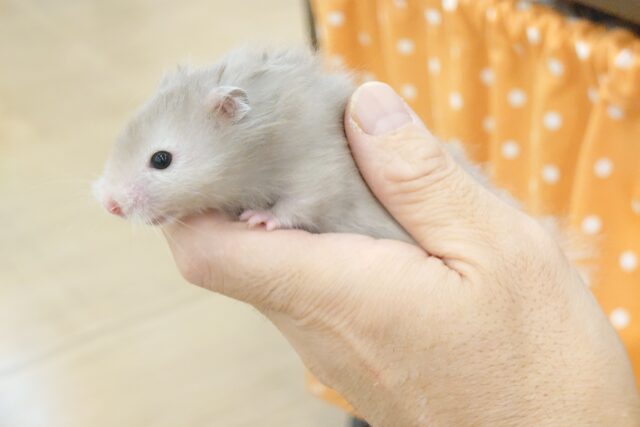 ゴールデンハムスター