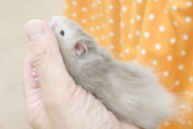 ゴールデンハムスター