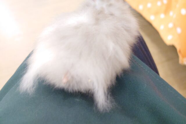 ゴールデンハムスター