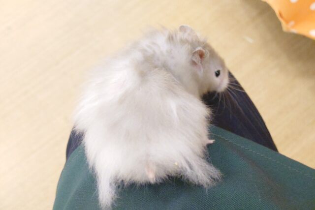 ゴールデンハムスター