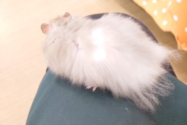 ゴールデンハムスター