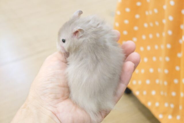 ゴールデンハムスター