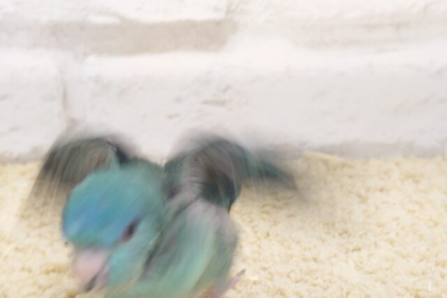 サザナミインコ