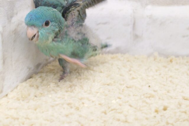 サザナミインコ