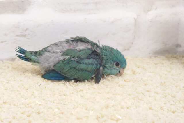 サザナミインコ