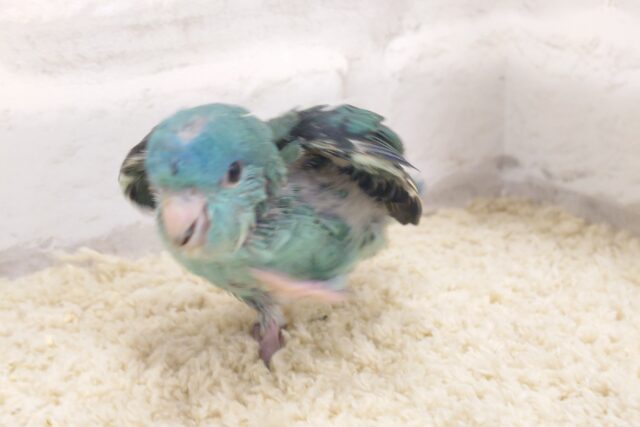 サザナミインコ