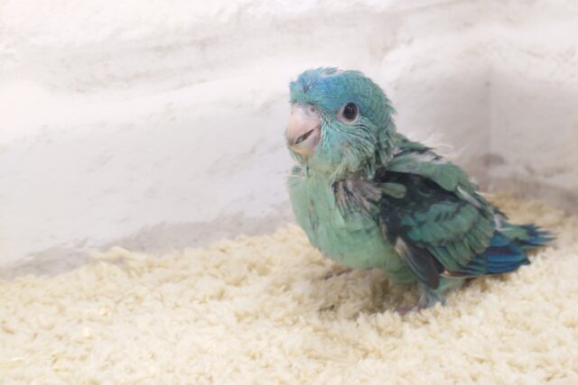 サザナミインコ