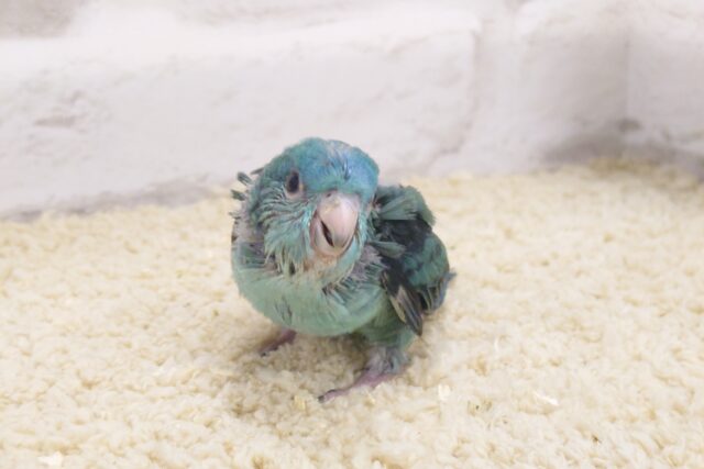 サザナミインコ