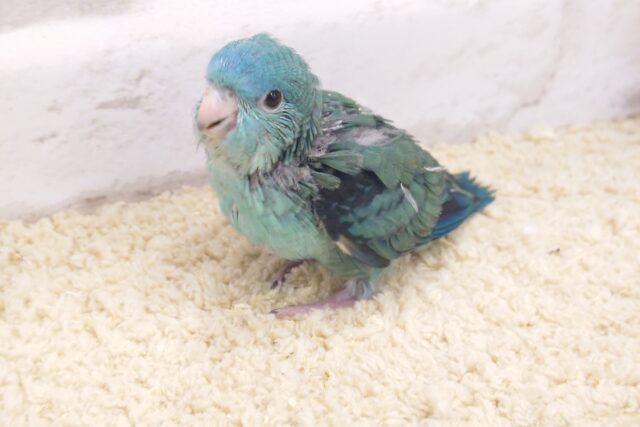 サザナミインコ