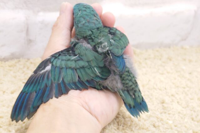 サザナミインコ