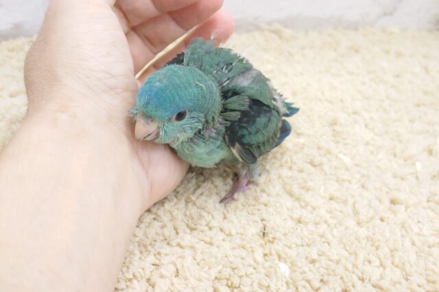 サザナミインコ