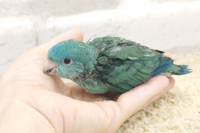 サザナミインコ