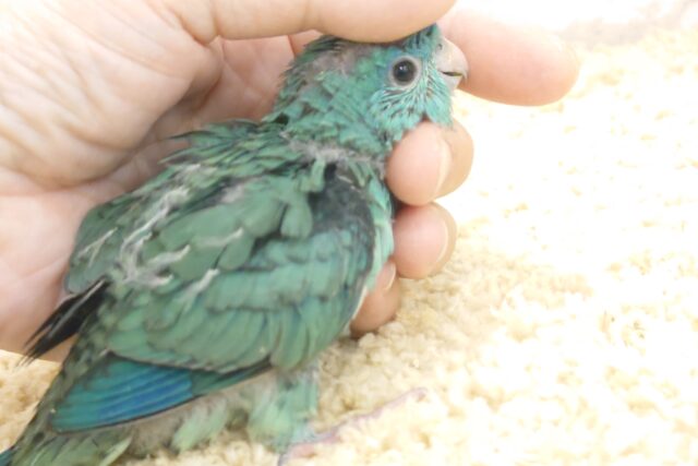 サザナミインコ