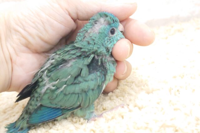 サザナミインコ