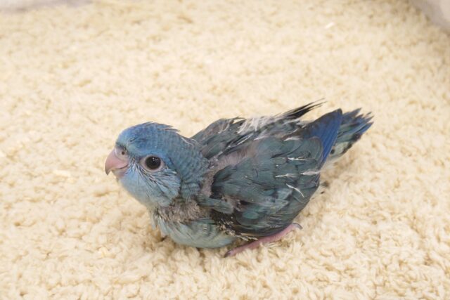 サザナミインコ