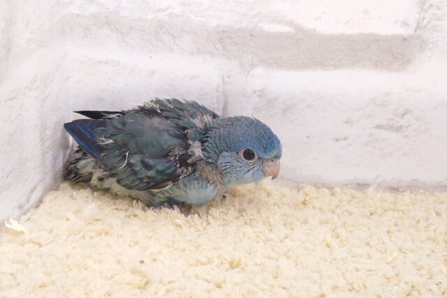 サザナミインコ