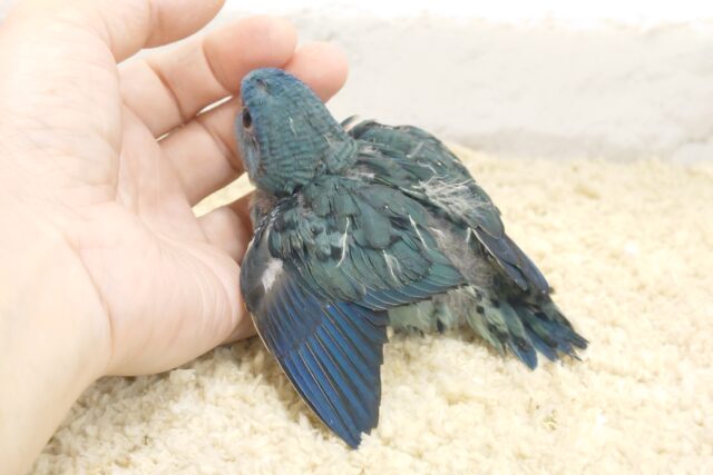 サザナミインコ