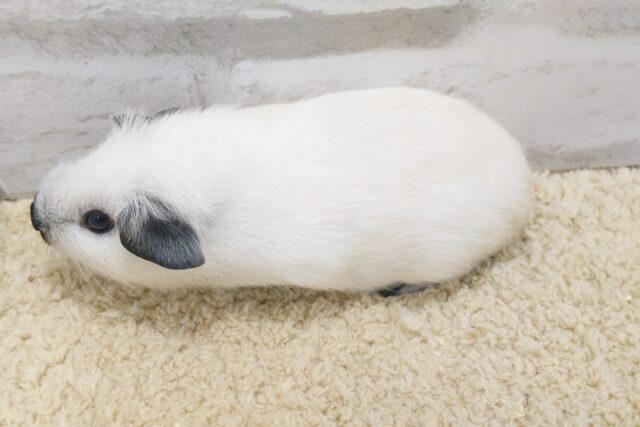 ロシアンモルモット