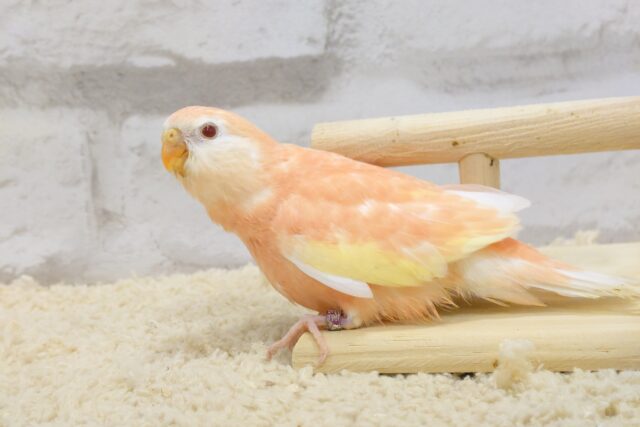 アキクサインコ（秋草インコ）