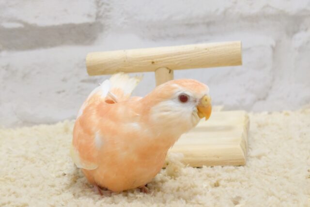 アキクサインコ（秋草インコ）