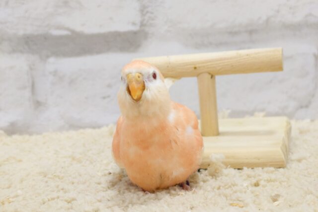 アキクサインコ（秋草インコ）