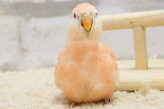 アキクサインコ（秋草インコ）
