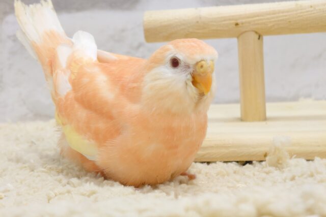 アキクサインコ（秋草インコ）