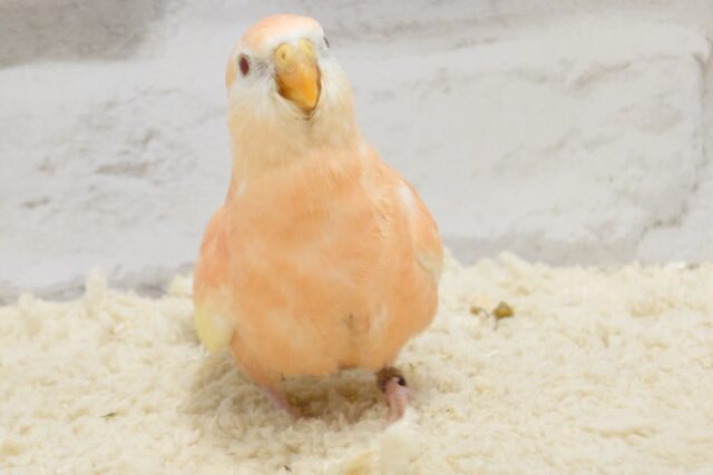 アキクサインコ（秋草インコ）