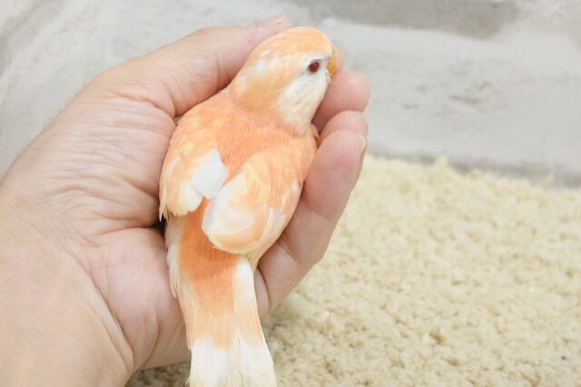 アキクサインコ（秋草インコ）