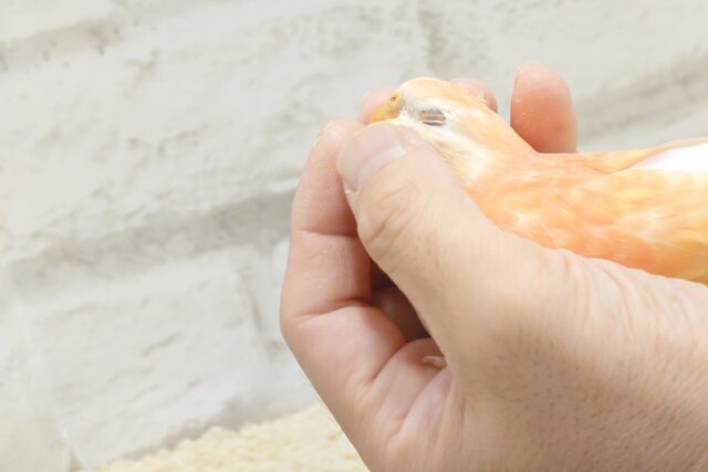 アキクサインコ（秋草インコ）