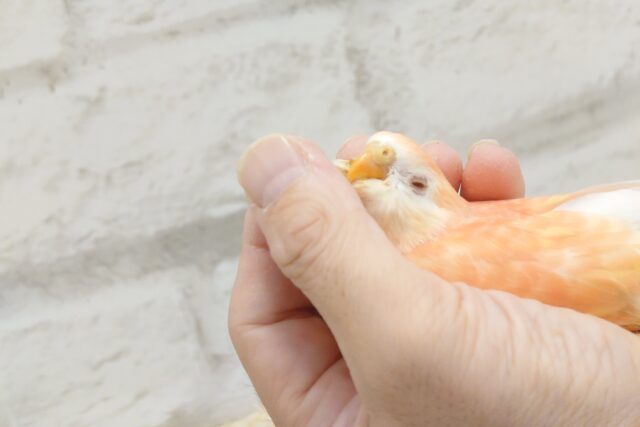 アキクサインコ（秋草インコ）