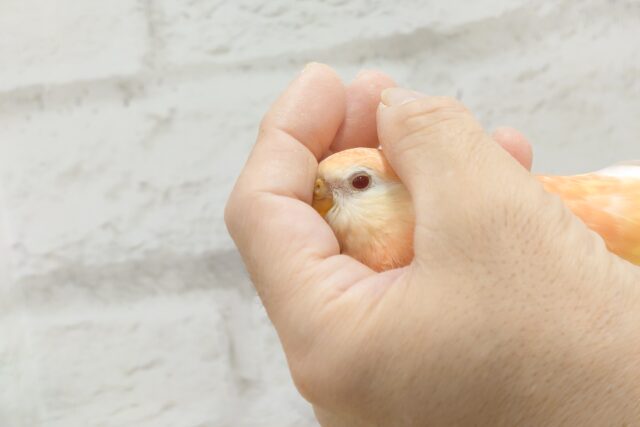 アキクサインコ（秋草インコ）