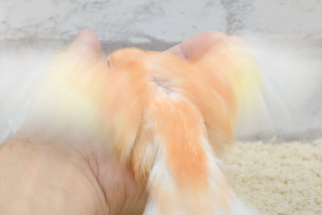 アキクサインコ（秋草インコ）