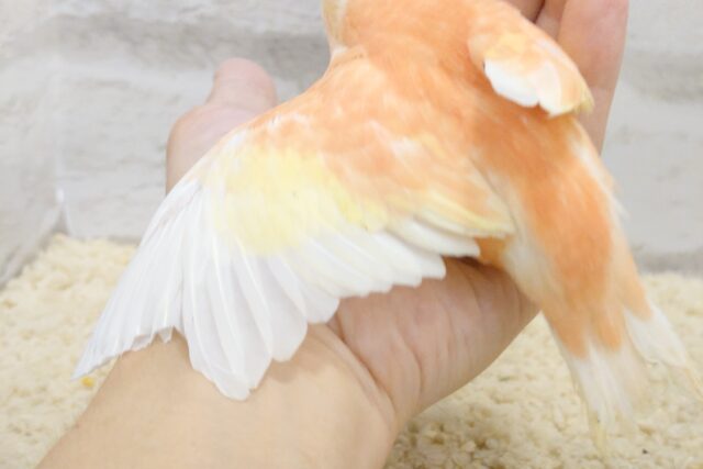 アキクサインコ（秋草インコ）