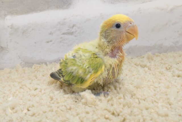 コザクラインコ（小桜インコ）