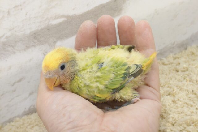 コザクラインコ（小桜インコ）