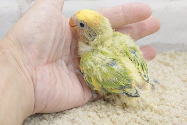 コザクラインコ（小桜インコ）