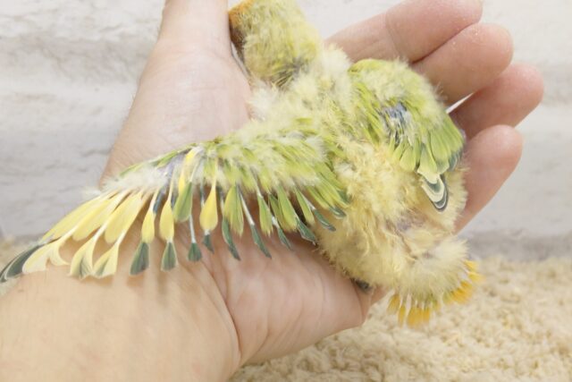 コザクラインコ（小桜インコ）