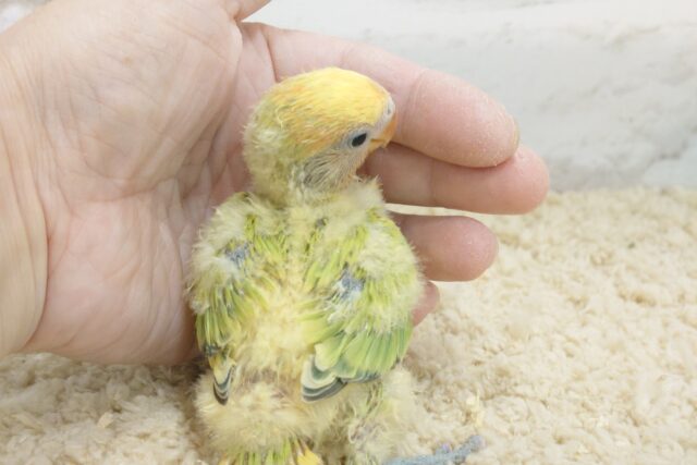 コザクラインコ（小桜インコ）