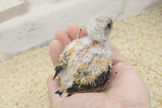 アキクサインコ（秋草インコ）